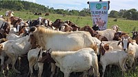 Qurban